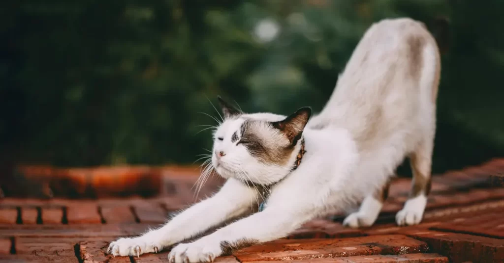 حرکت گربه cat pose